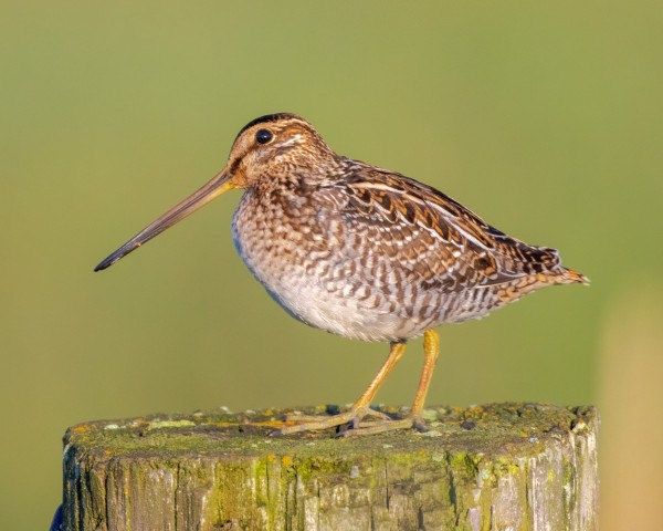 Wilsons Snipe on Post Digital Download